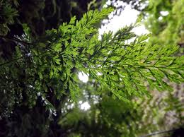Image result for Hymenophyllum triangulare