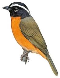 Image result for Sphedamnocarpus