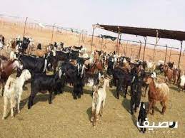 للبيع خرفان ضان بهائم horses animals