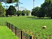 Urban Foodscapes and Greenspace Design: Integrating Grazing ...