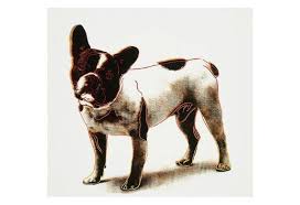 Boston terrier coloring page from dogs category. Splash
