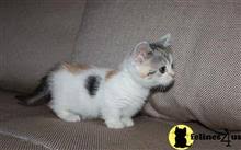 Before moving to the new home the kitty will be dewormed,fully vaccinated, litter box trained and microchipped, with international health certificate and vet passport.very sweet, active, smart and socialized babies! Munchkin Kittens For Sale