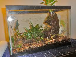Not only do natural plants serve as natural hiding places for bettas, they also provide your little friends with some oxygen and help to break down nitrates which accumulate in the tank water. How I Made A Naturally Planted Betta Tank With The Walstad Method Pethelpful By Fellow Animal Lovers And Experts