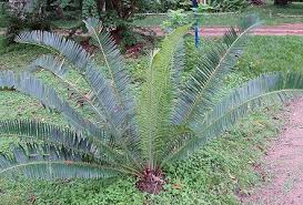 Image result for Encephalartos schmitzii