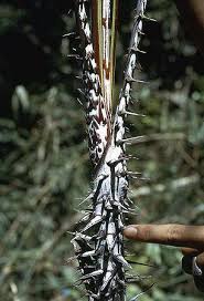 Image result for Calamus deerratus