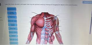 We did not find results for: Check My Won Label The Chest Shoulder And Upper Limb Chegg Com