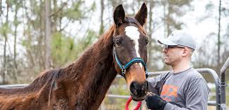 It's difficult for a pet parent when the recommended treatment for their sick or the aspca® is not an insurer and is not engaged in the business of insurance. Equine Welfare Help Horses Aspca