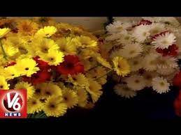 Special Story On Gerbera Flower Cultivation Ranga Reddy District V6 News Youtube