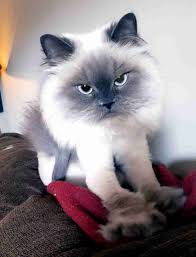 This cattery is home to cfa registered persians and himalayans that come from champion bloodlines. Stunning Purebred Himalayan Cat For Adoption Houston Tx Adopt Hermione