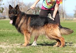 Live the amazing life of a dog owner and opt for one of our german shepherd puppies for sale. My German Shepherd Puppy Wont Stop Biting Sacramento Dog Training