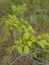 Image result for Rytigynia sp. C