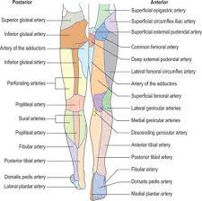 Deviantart is the world's largest online social community for artists and art enthusiasts, allowing people to connect through the creation and sharing of art. Pelvic Girdle And Lower Limb Overview And Surface Anatomy Clinical Gate