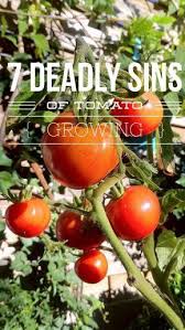 The 7 Deadly Sins Of Tomato Growing How To Avoid Them Tomato Garden Growing Tomatoes Tips For Growing Tomatoes