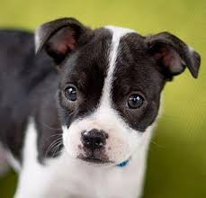 Boston terrier puppies and dogs. Phil Boston Terrier Puppy Male For Sale In Denver Colorado Classified Americanlisted Com