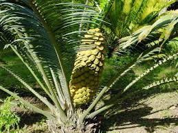 Image result for Encephalartos villosus