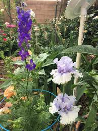 Dry and warm climates can negatively impact your fresh flower delivery if it's carried out incorrectly. My Enchanting Cottage Garden Irises For The Desert Southwest