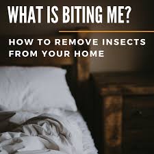.bed sheets cause itching, can you get bed bugs from not washing your sheets, haven't washed bed sheets in a year, hives from bed sheets, itchy bed sheets after washing, microfiber sheets make. What S Biting Me Being Eaten By Invisible Bugs In Your Home Dengarden