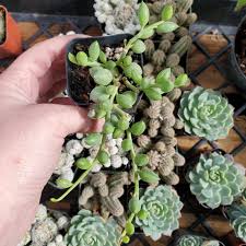 Image result for Senecio letouzeyanus