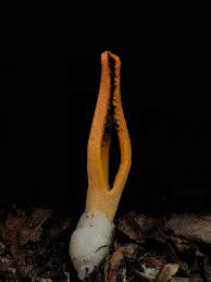 Image result for Pseudocolus schellenbergiae