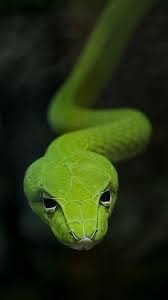 Pin On Snake
