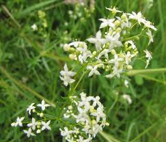 Image result for Rubiaceae