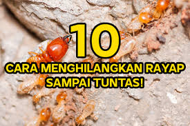 Tikus ternyata tidak hanya kita jumpai di sekitar rumah saja. Cara Menghilangkan Rayap Di Tembok Archives Bintoropest Jasa Anti Rayap Pest Control Fumigasi