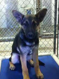 The animal foundation is a nonprofit 501(c)(3) organization. Sable Animal Welfare Coalition Of Northeastern New Mexico