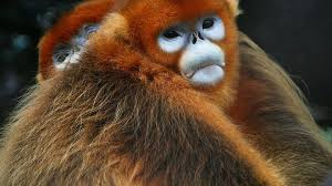 Rd.com knowledge facts nope, it's not the president who appears on the $5 bill. 93 Of People Can T Identify All Of These Primates Can You Zoo