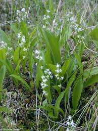 Image result for Tridactyle filifolia