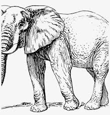 Check spelling or type a new query. Free Elephant Clipart Elephant Clip Art Free Vector Elephant Drawing Black And White 1024x1024 Png Download Pngkit