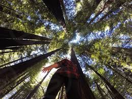 500px is a leading online network for photographers launched in 2009 and has millions of members from across the world. Worm S Eye View Photography Of Person Surrounded By Trees By Laurissa Botzheim Photo Stock Snapwire