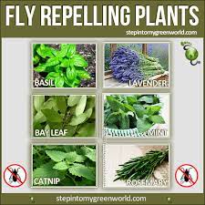 The Top 6 Fly Repelling Plants For Your Home And Garden Plants That Repel Flies Plants Plants That Repel Bugs