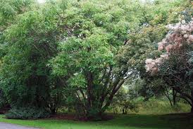 Image result for Rutidea orientalis