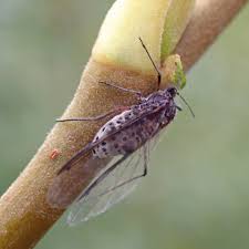 Image result for Rhipidoglossum eggelingii