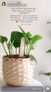 Pin By Loomy ۵ On نباتات Plant Decor Indoor House Plants Decor House Plants Indoor