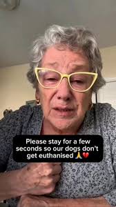 💔 It hurts to admit this… our little shelter may not survive without your  help., For years, we’ve poured every ounce of love and energy into Evelyn’s  Light—handcrafting lamps in our tiny North ...