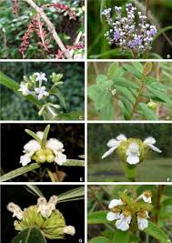 Image result for Helixanthera