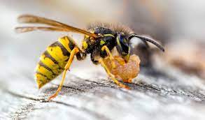 They can be aggressive and the have the ability to sting. Yellow Jackets Are Not Your Friends Environmental Pest Management