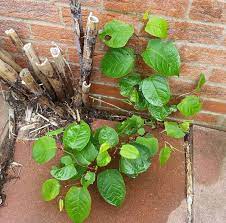 Phlorum is a leading japanese knotweed removal company offering residential and commercial eradication of knotweed across the whole of the uk and ireland using treatments tailored to your. Japanese Knotweed In West Sussex Eradication