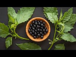 Image result for Solanum nigrum