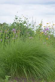 Image result for Sporobolus panicoides