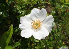 Image result for Rosa laevigata