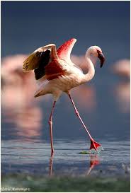 David S Gallery Wildlife Photography My Favourites Lesser Flamingo Nakuru Lake Kenya Id 12908 Pet Birds Flamingo Photo Flamingo Pictures