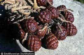 Image result for Raphia farinifera