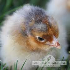 Saanens, nubian & british guernsey dairy goats, miniature jerseys cows, wyandottes, raw milk advocacy and more find us on facebook here or our website here. Murray Mcmurray Hatchery Blue Laced Red Wyandotte