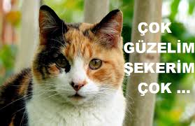 Cok Renkli Kediler Hangi Cinstir Sihirli Kadin