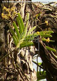 Vanda Testacea Orchidaceae Maravazha