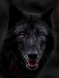 Timber Wolf By Andreas Laabs Lobo Gris Mamiferos Placentarios Perro Domestico