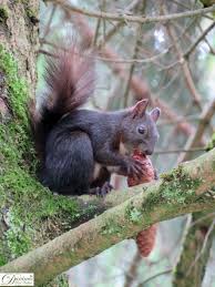 Eichhornchen Im Garten Eichhornchen Bilder Eichhornchen Koala Baren