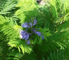 They are resistant to pests and diseases and are moderately j. Jacaranda Bonsai Blue A Dwarf Jacaranda Tropical Looking Plants Other Than Palms Palmtalk